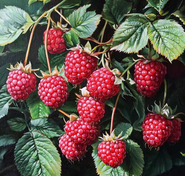 Absolut Raspberri Himbeeren